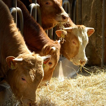 Farm Stay Malovscevo Vitovlje Ngoại thất bức ảnh