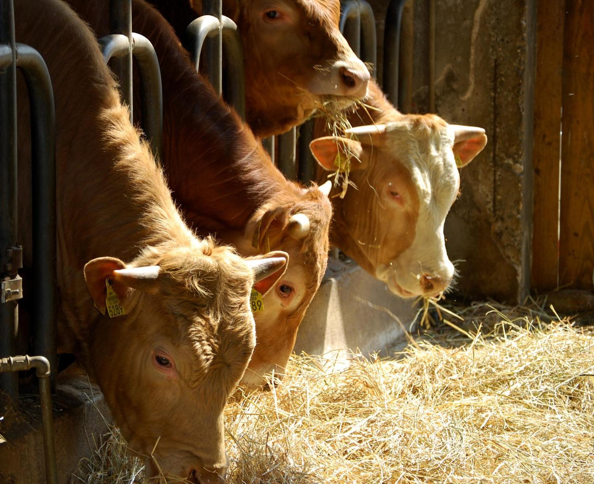 Farm Stay Malovscevo Vitovlje Ngoại thất bức ảnh